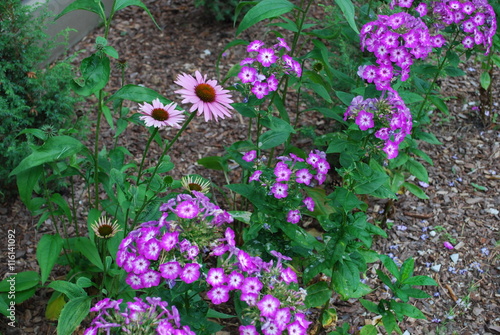 Phlox paniculata 'Uspech' and Echinacea purpurea 'Primadonna Deep Rose' in flowerbed. Decorative plants for gardening.