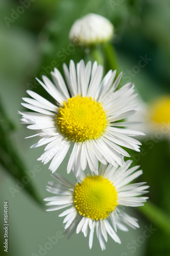 ox-eye daisy flower