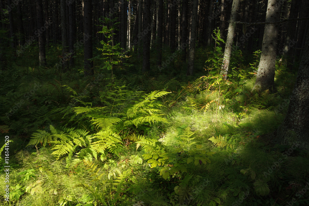 Obraz premium deep forest