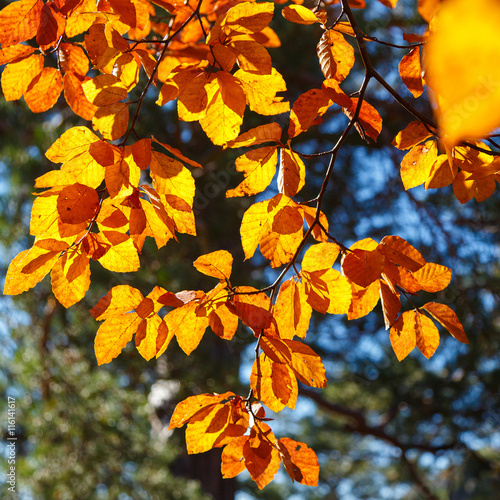 Yellow leaves on a branch. Autumn landscape.