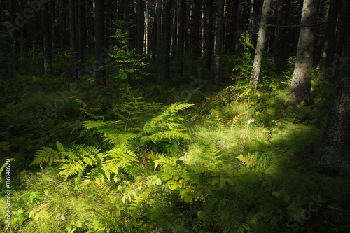 deep forest