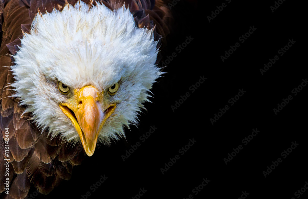 Obraz premium Angry north american bald eagle on black background