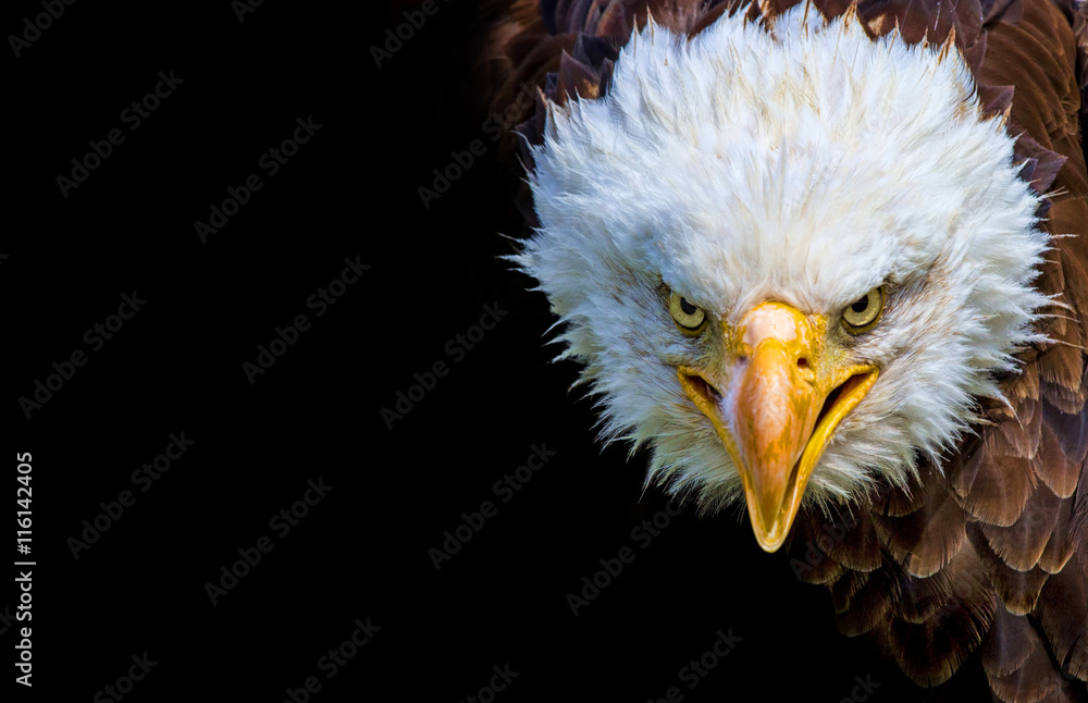 Fototapeta premium Angry north american bald eagle on black background