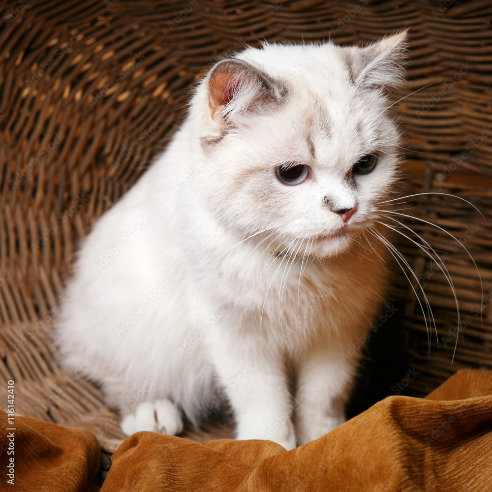 Obraz premium White Cat sitaing in the basket