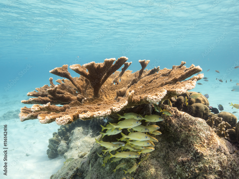 Naklejka premium Unterwasser - Riff - Koralle - Elchgeweihkoralle - Tauchen - Curacao - Karibik