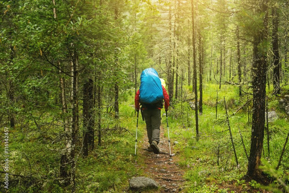 man with backpack hiking in forest, rear view man with backpack hiking in forest, rear view