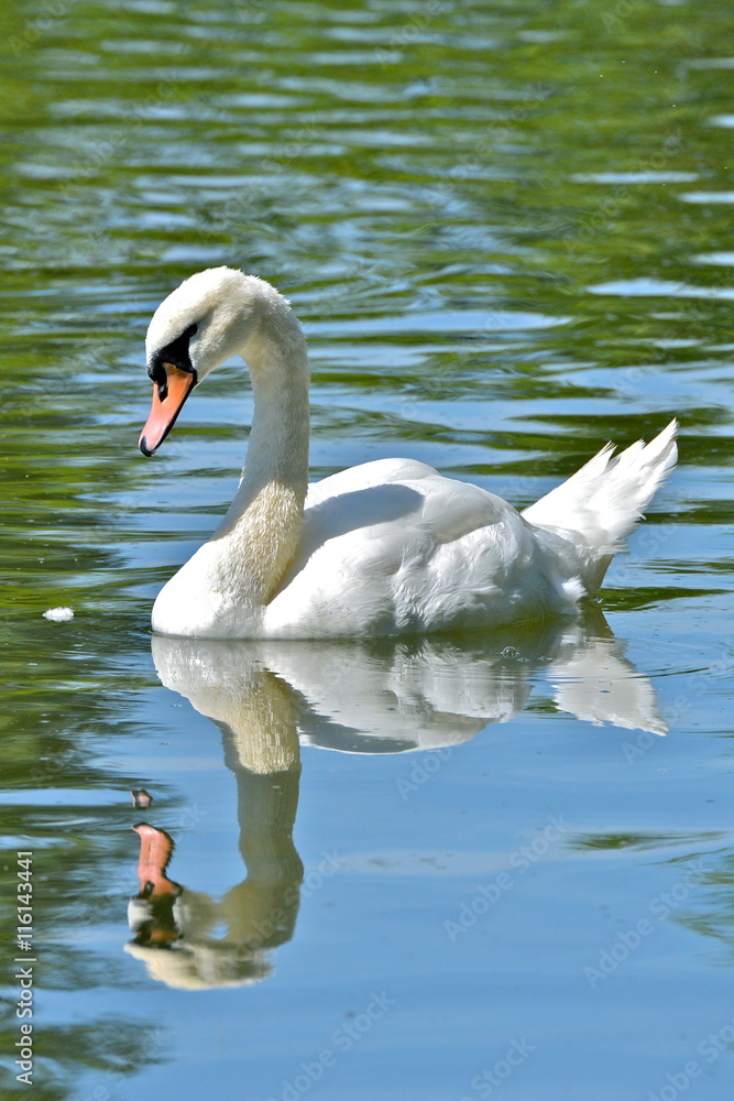 Obraz premium Cygne blanc sur l'eau