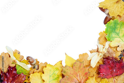 Autumn leaves on a white ba...