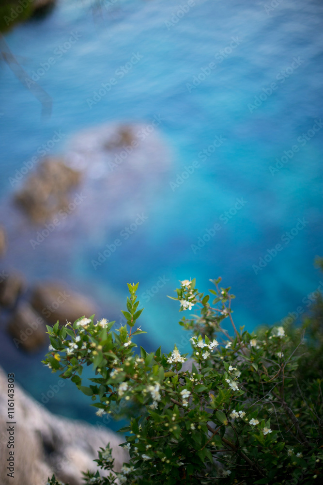Blue adriatic sea and flowers