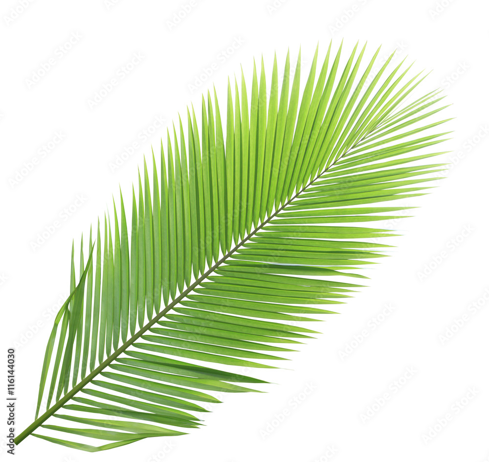 Obraz premium Coconut leaf isolated on white background