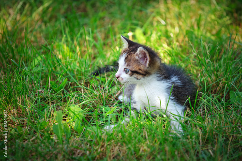Cute little cat playing on the grass