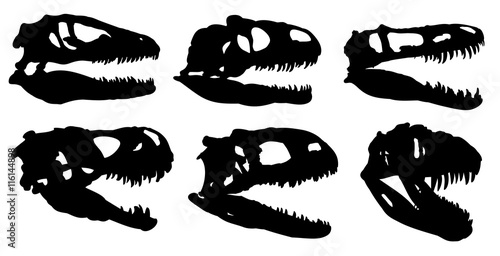 Skulls of dinosaurs. 