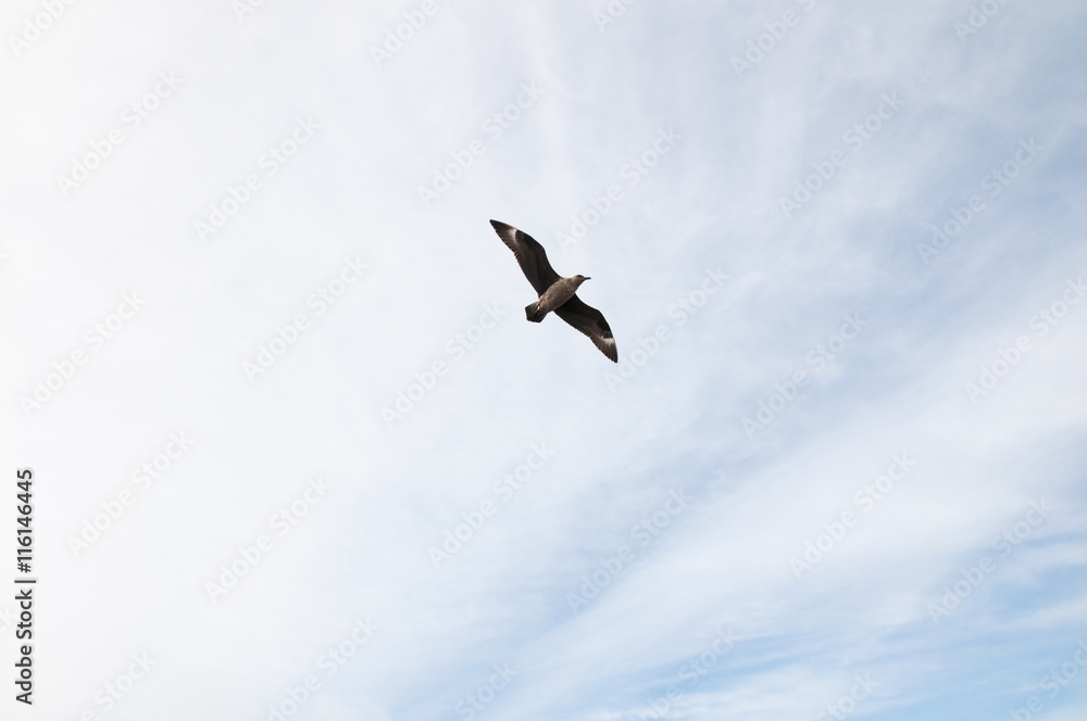 Skua bird in the sky at Antarctica Skua bird in the sky at Antarctica