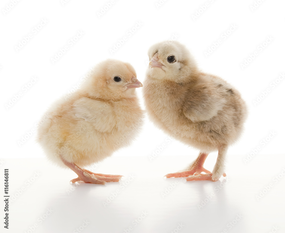 Fototapeta premium Small fluffy chickens
