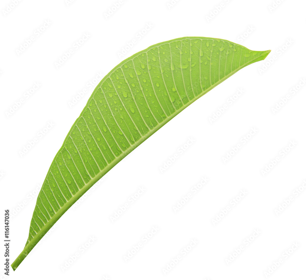 Fototapeta premium Frangipani leaf isolated on white background