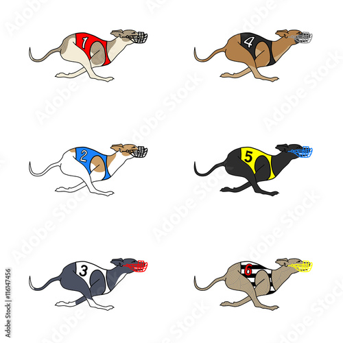Set of vector images of running dog whippet breed in dog racing or coursing dress