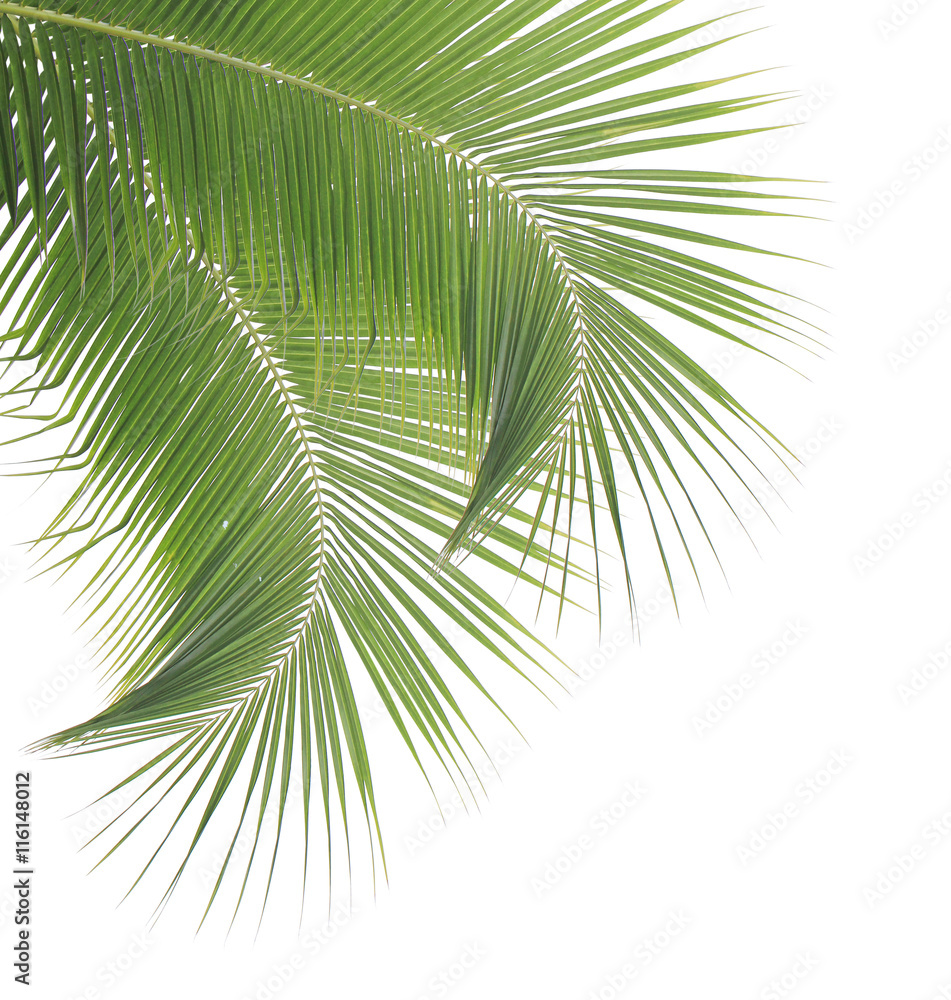 Obraz premium Coconut leaf isolated on white background
