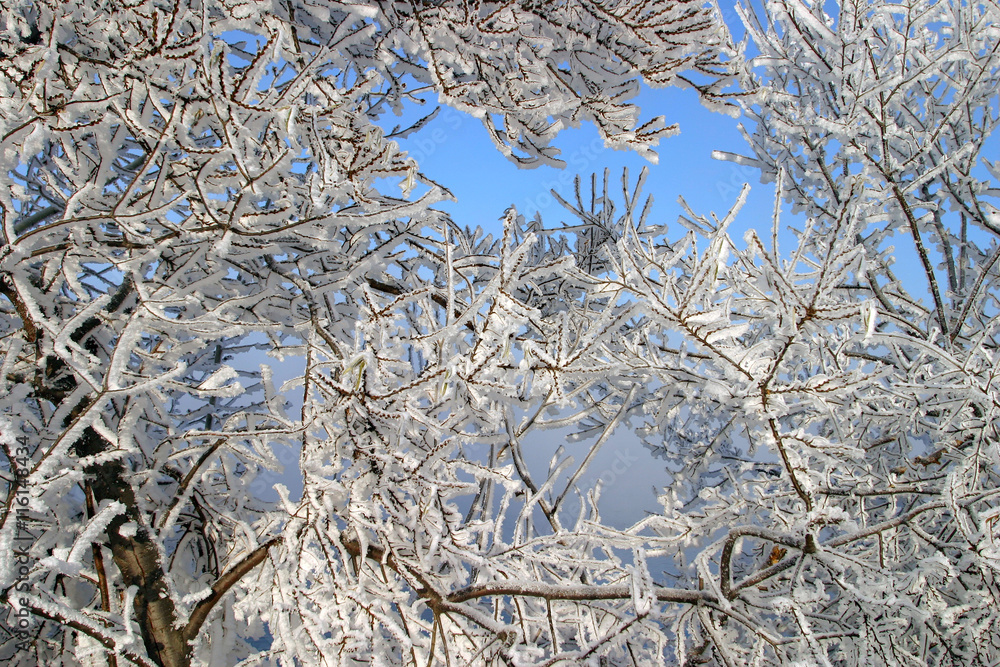 frost on the trees and bushes