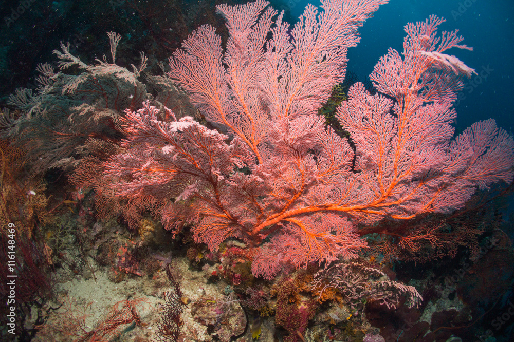 Fototapeta premium Bright pink sea fan