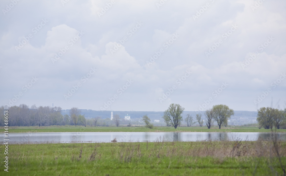 a flock of swans