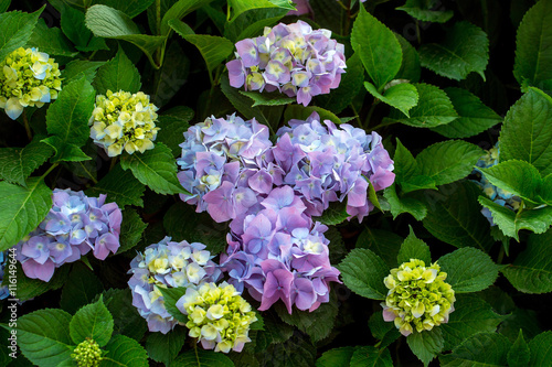 Fototapeta Naklejka Na Ścianę i Meble -  Light purple hydrangea blossoming flowers