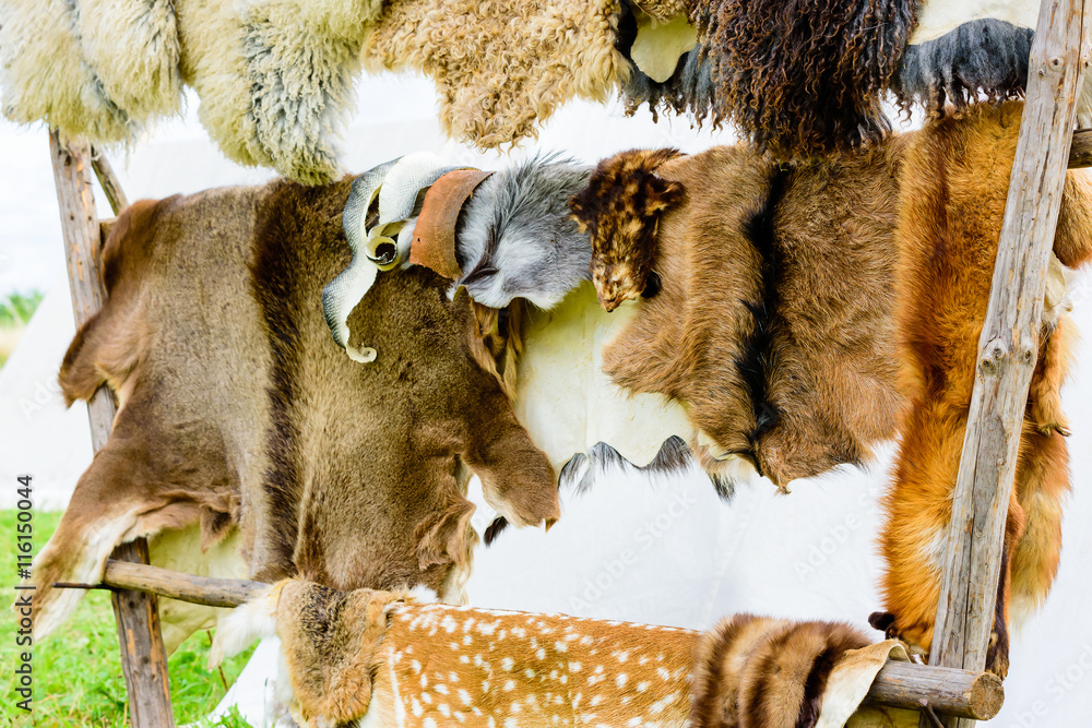 Collection of animal pelts hanging on a wooden outdoor rack with white tent  in the background. Stock Photo | Adobe Stock
