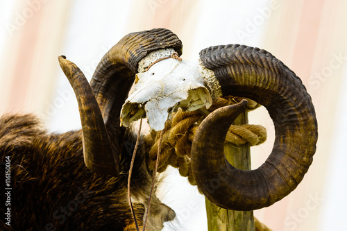 Old rams skull with twirled horns on a pole with part of a pelt beside it.