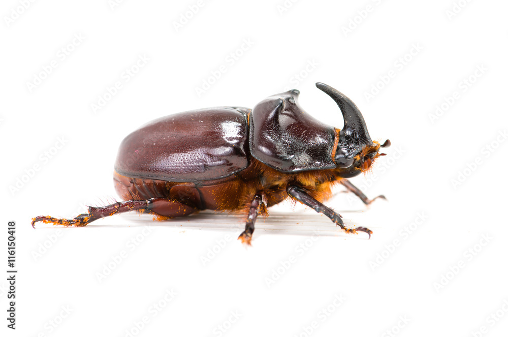 Rhinoceros beetle (Oryctes nasicornis) isolated on white Rhinoceros beetle (Oryctes nasicornis) isolated on white