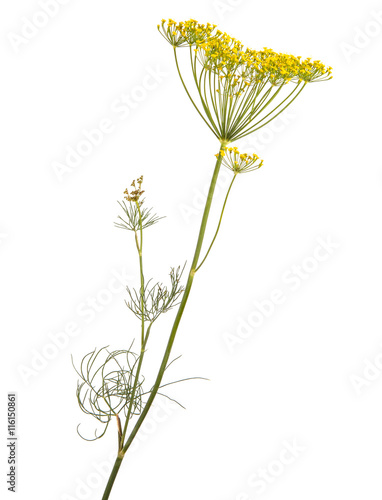 blossoming branch of fennel on a white background