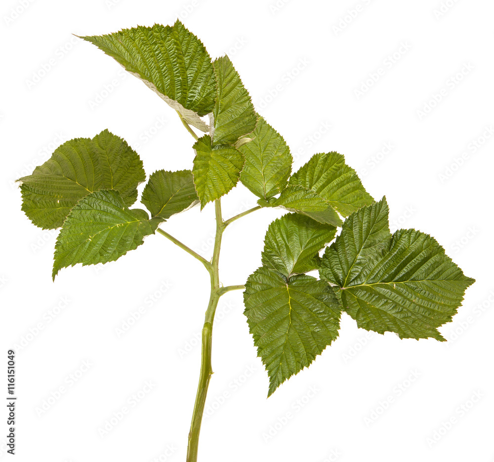 Fototapeta premium green raspberry leaves. isolated on white background