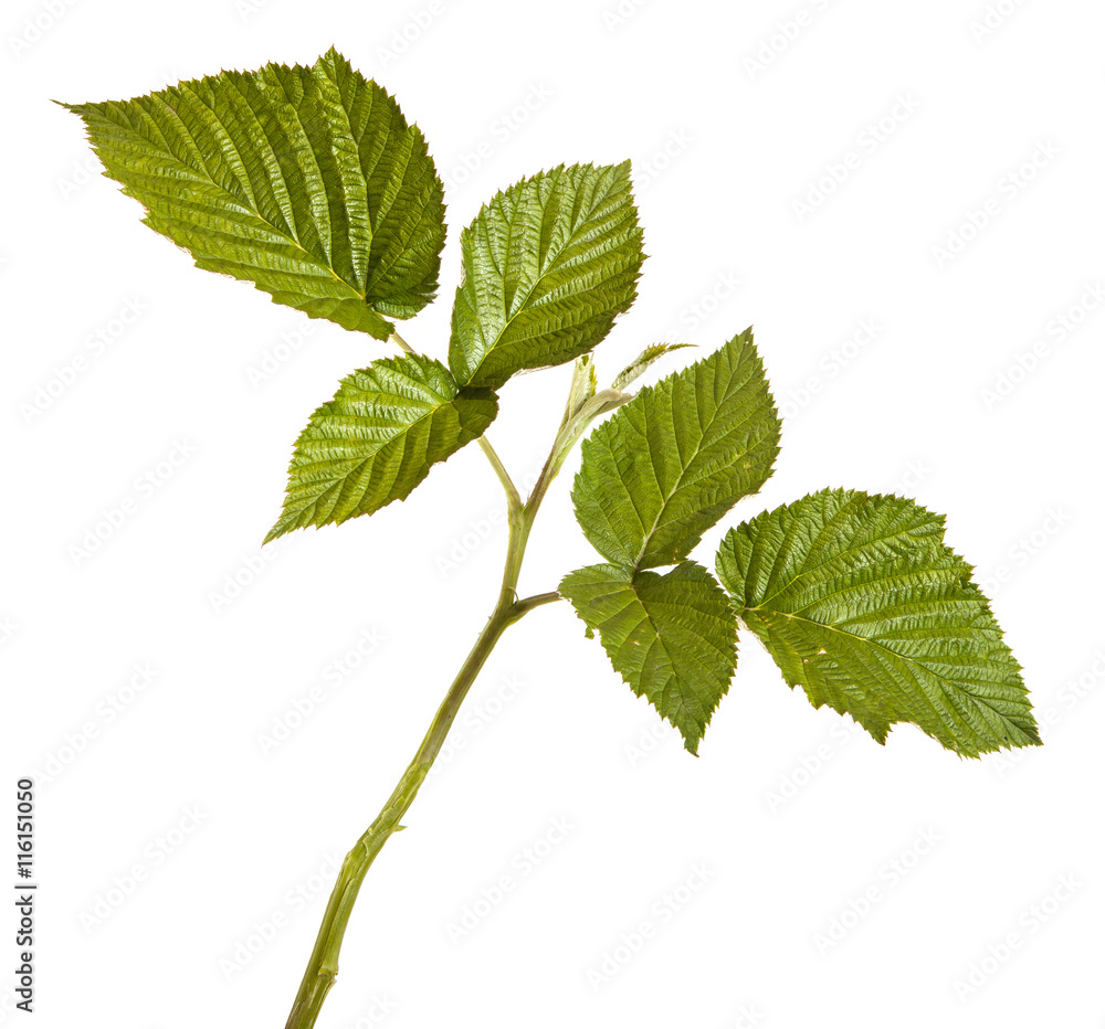 green raspberry leaves. isolated on white background green raspberry leaves. isolated on white background