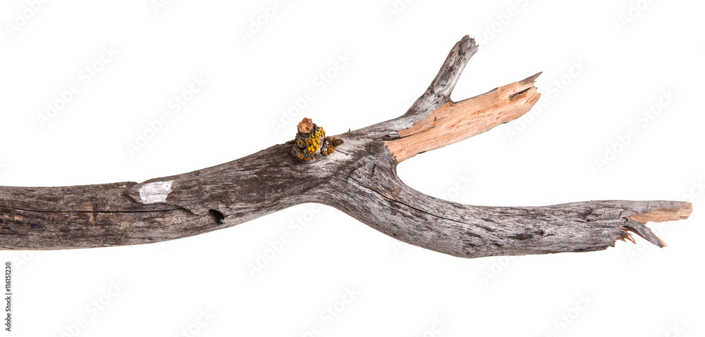 Fototapeta premium dry apple tree branch isolated on white background