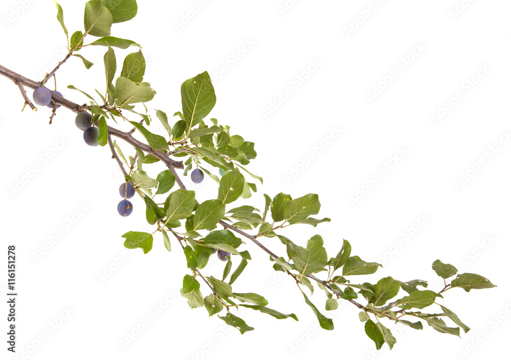 branch of plum tree. isolated on white background branch of plum tree. isolated on white background
