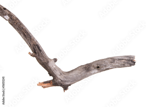 dry apple tree branch isolated on white background