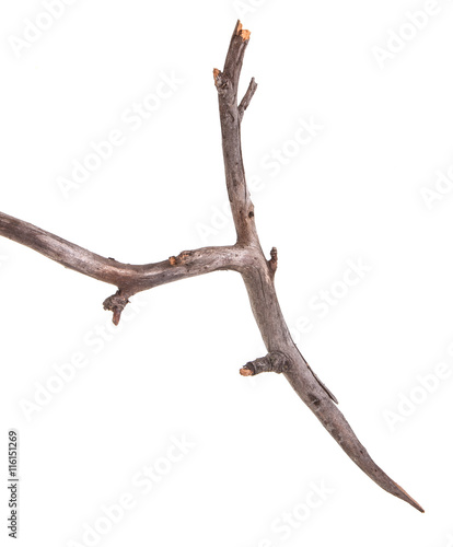 dry apple tree branch isolated on white background