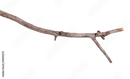 dry apple tree branch isolated on white background