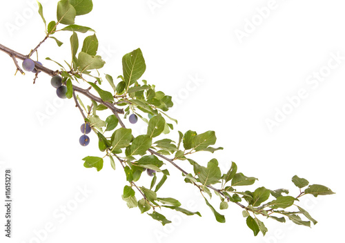 branch of plum tree. isolated on white background