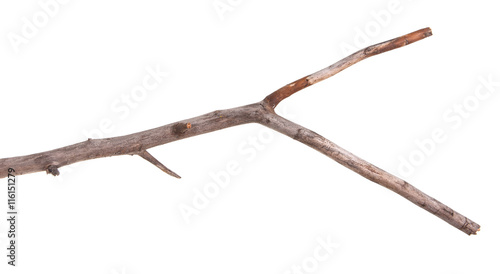 dry apple tree branch isolated on white background