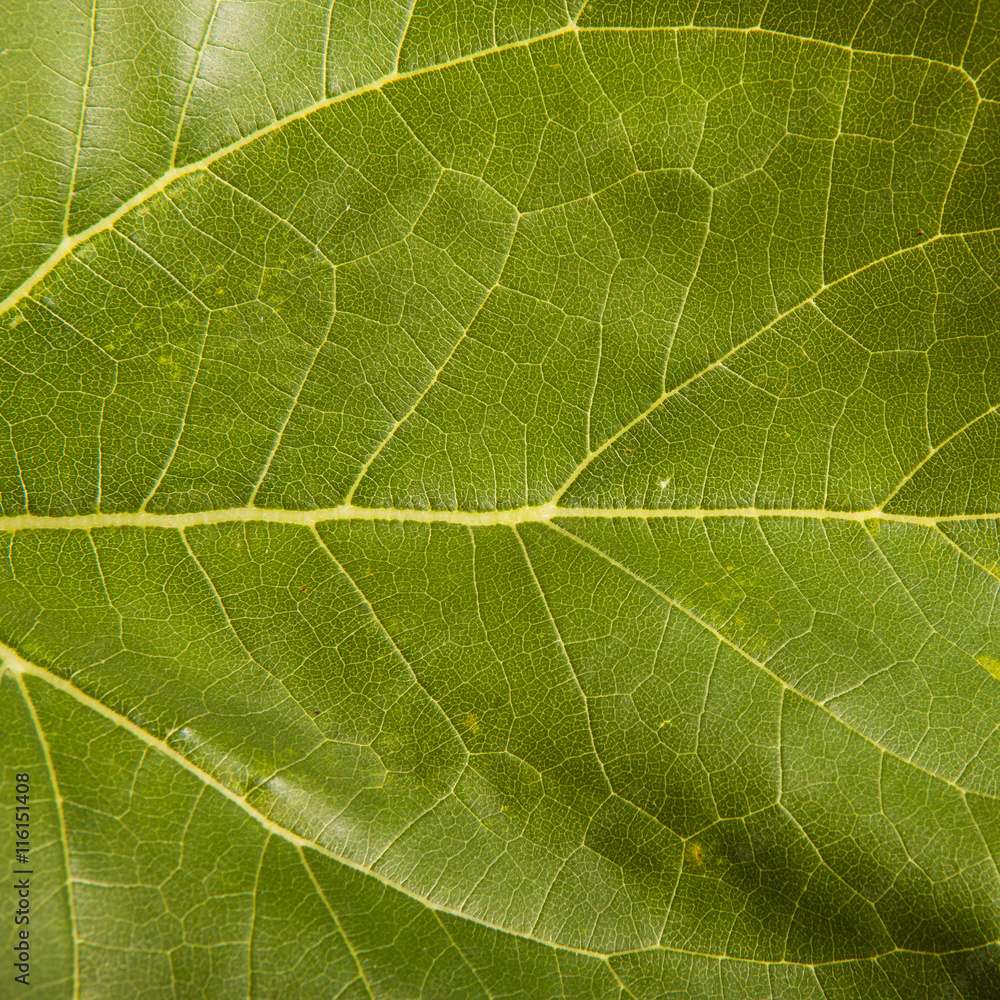 part of the leaf of a sunflower isolated on a white background