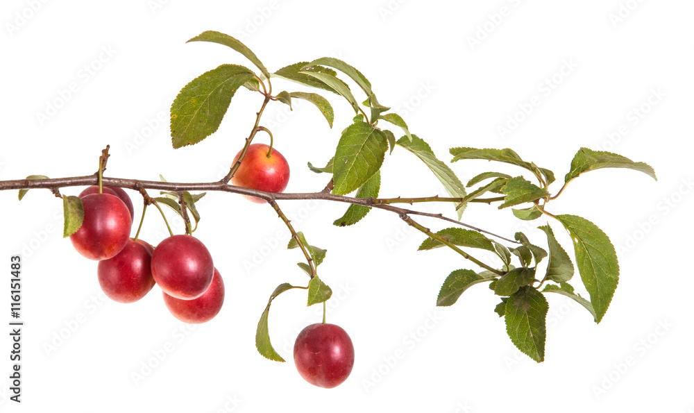 Obraz premium cherry-plum branch with berries and leaves isolated on white bac
