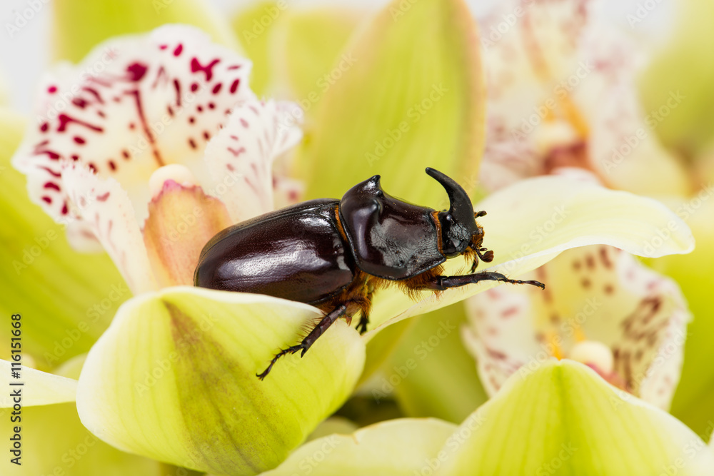 Fotografie Rhinoceros beetle on a flower