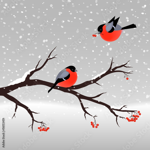 Christmas vector illustration with cute bullfinches and rowan tree