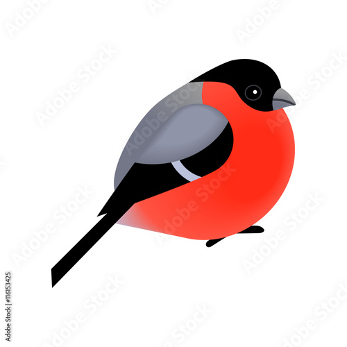 Cute bullfinch bird isolated on white vector illustration