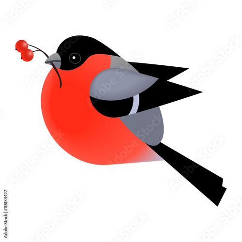 Cute bullfinch bird isolated on white vector illustration