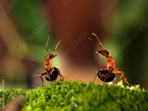 фотографія Battle of two ants