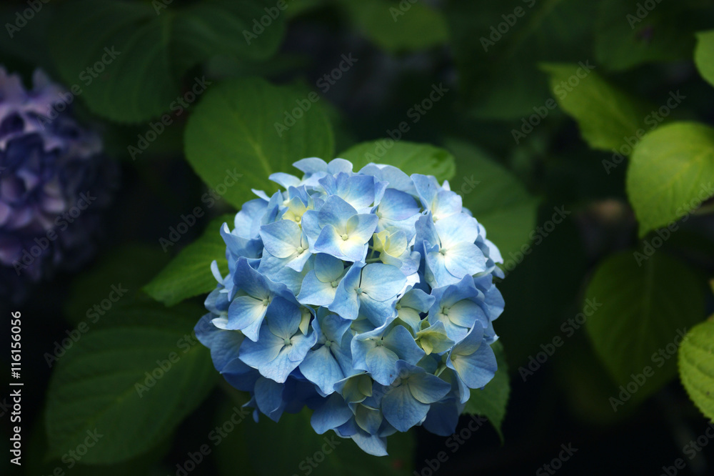 Flowers blue hydrangeas on a green background Flowers blue hydrangeas on a green background