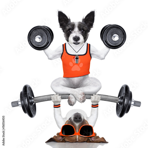 personal trainer dog © Javier brosch