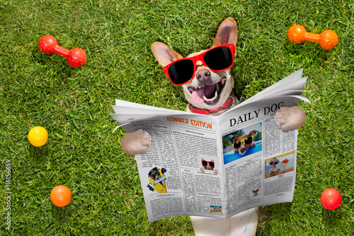 dog reading newspaper © Javier brosch