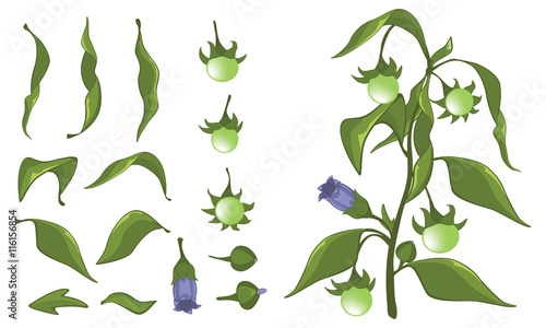 Illustration of a Set of Green leaves