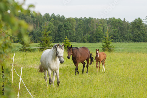 Horses on the field in summer day © smiltena